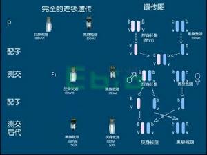 基因的連鎖和交換規律