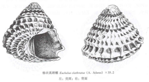 格狀真蹄螺