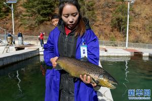 2017年12月9日下亞東鄉切瑪村鮭魚養殖專業合作社的鮭魚