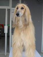 Afghan Hound