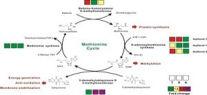 甲硫氨酸循環