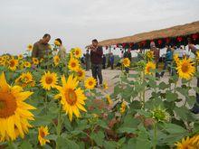 昇平社區“花海昇平”-葵花園