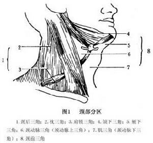 頸部血管損傷