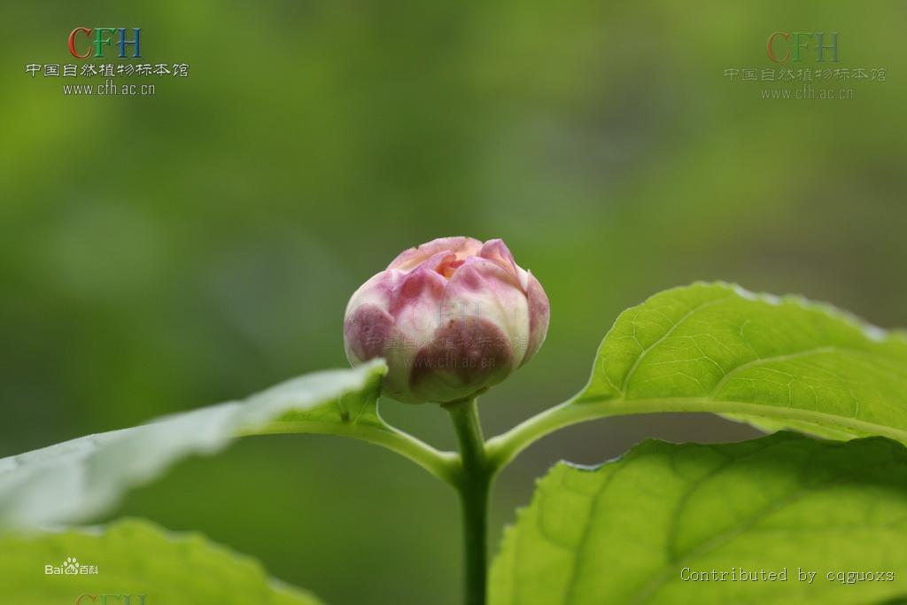 夏蠟梅（夏臘梅）