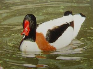 Common shelduck