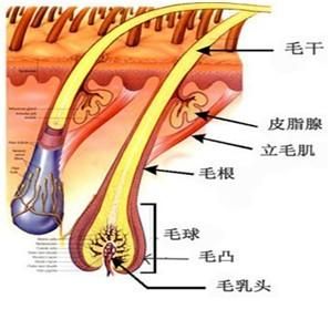 休止期脫髮原理