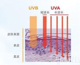 UVA[紫外線分類]