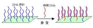 DNA探針