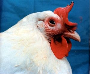 雞傳染性鼻炎