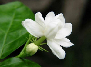 Jasminum sambac