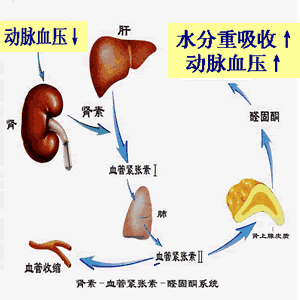 腎素血管緊張素醛固酮系統