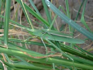 （圖）中華蚱蜢夏型