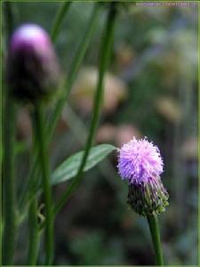 泥胡菜[桔梗目菊科植物]