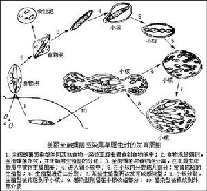 原生動物