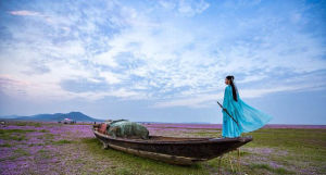 蓼子花海