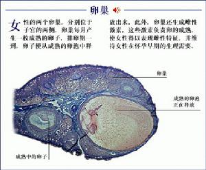 女性生殖生理