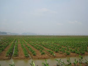 鳧洲大橋