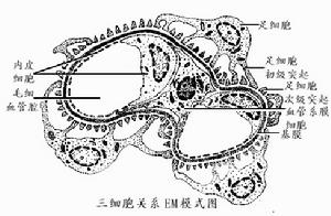 腎臟疾病伴發的精神障礙