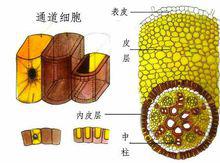 單子葉植物內皮層