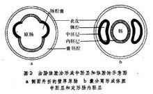 中胚層