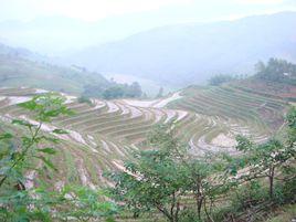 沙壩村[雲南玉溪市紅塔區大營街鎮下轄村]