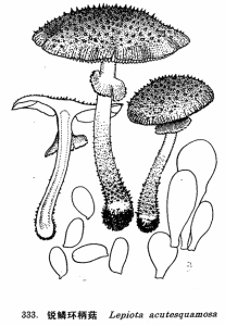 尖鱗環柄菇