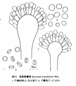 高滲散囊菌