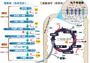 呼吸作用的過程總覽