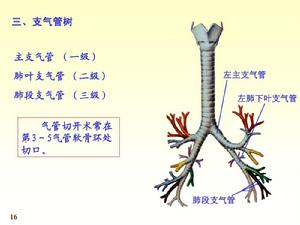 支氣管樹