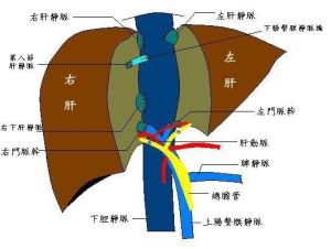 活體肝移植