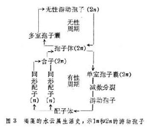 孢子（植物）