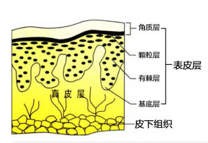 皮膚的層次