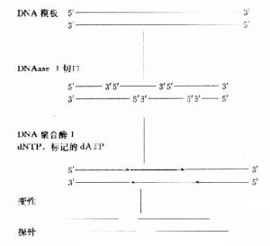 隨機引物