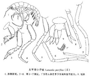 太平洋小矛戎