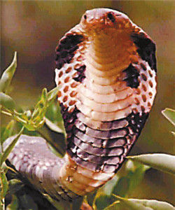 King cobra