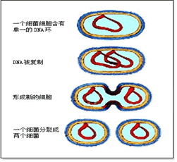 二分裂