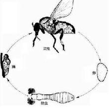 白蛉生長過程