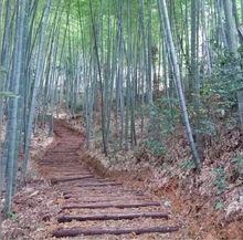 北山頭至野櫻花林的登山健身步道