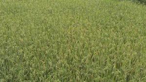 寶月關自然村水稻種植