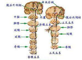 胸段或腰段脊髓傷