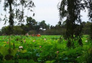 十里青山遠