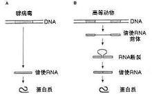 斷裂基因