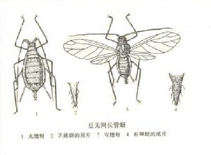 豆無網長管蚜