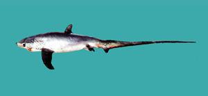 淺海狐鯊