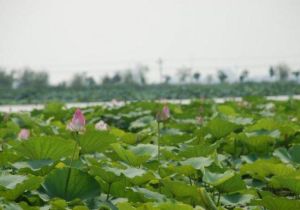 橙花人家