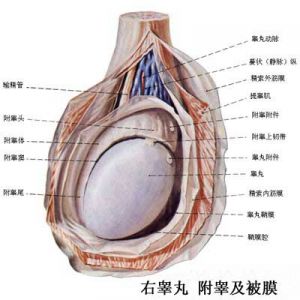 陰囊損傷