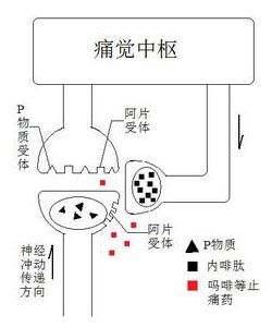 -阿片受體