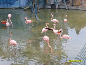 總投資4.5億元，新動物園堪稱華東之最