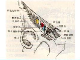 肌腔隙