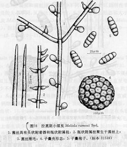 拉莫斯小煤炱